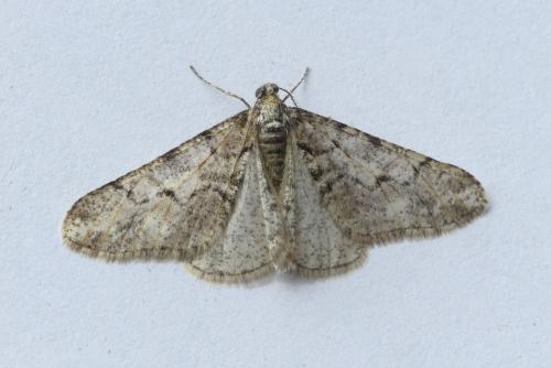 Agriopis leucophaearia